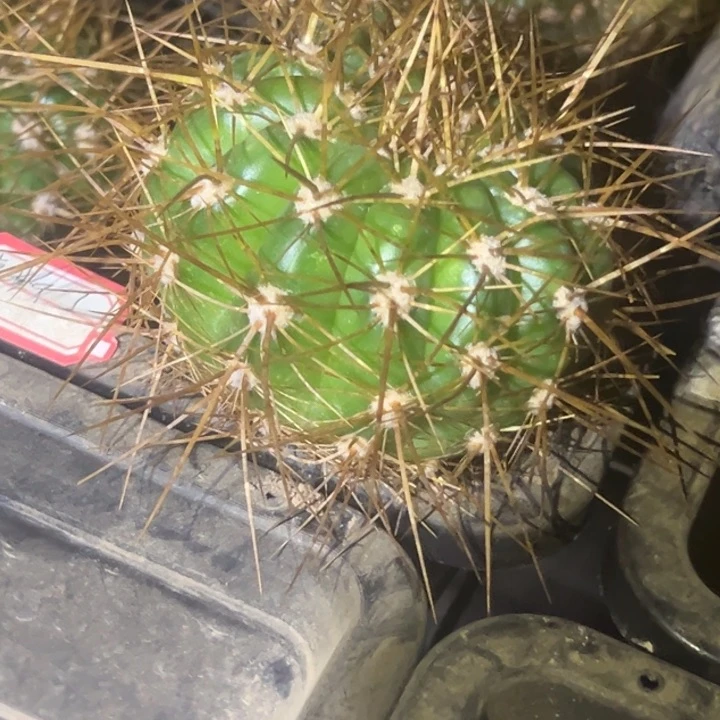 仙人球毛花柱克丝定瑕疵黑点