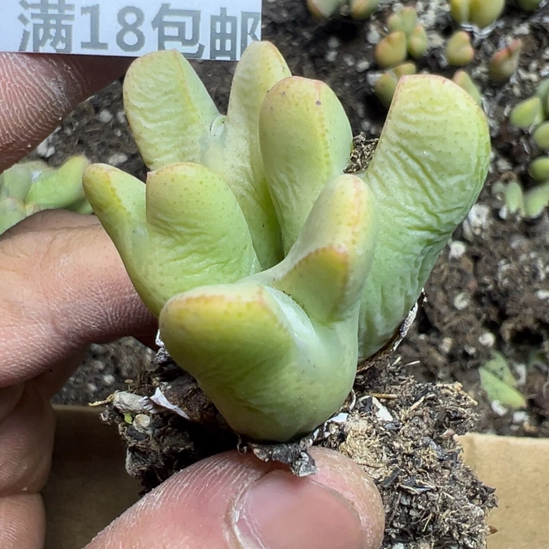 【闪购商品】豹****麻 774。