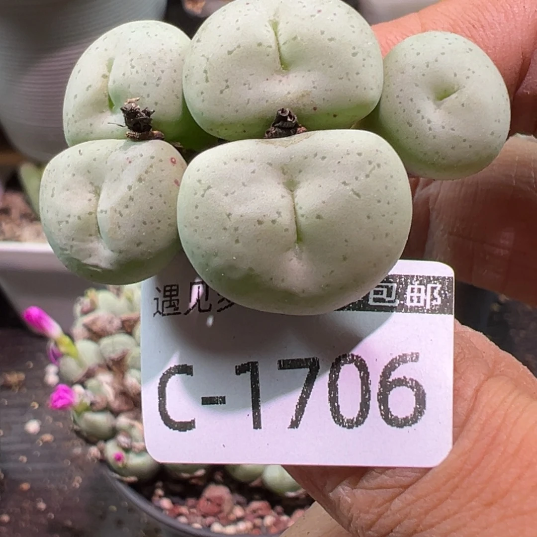 多肉植物11111111111111