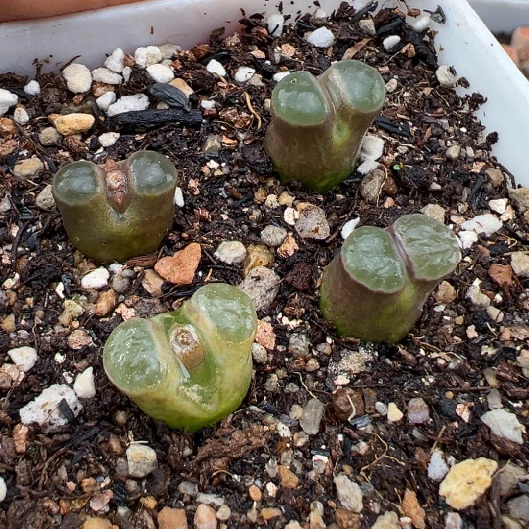 1.19好看的多肉727