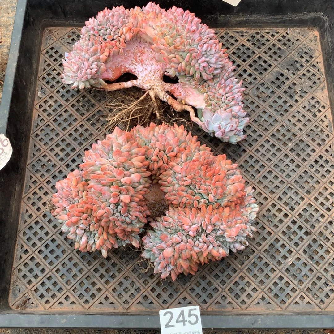 莓***。245橙子缀化多肉植物组合
