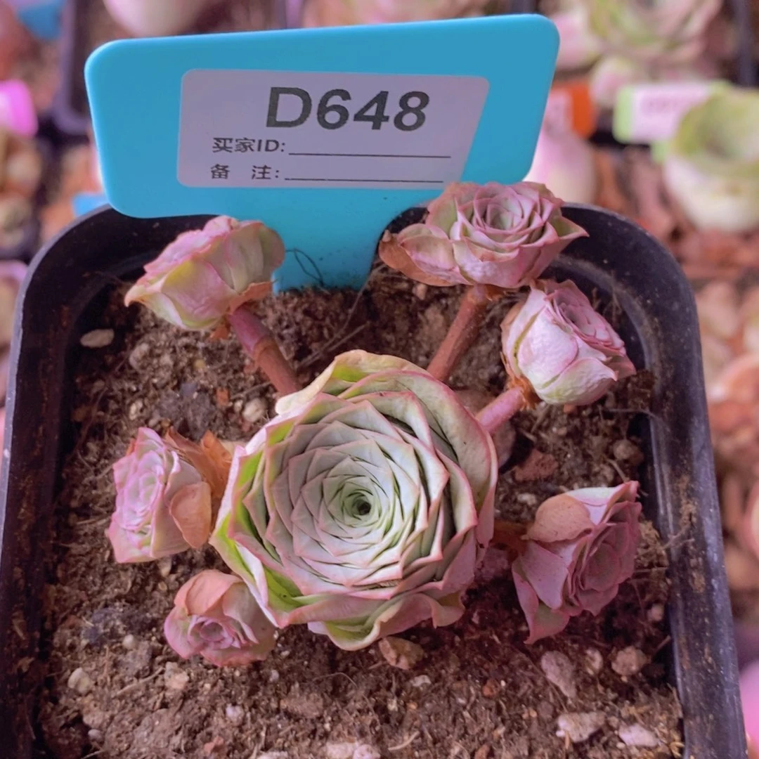 油画玫瑰一物一拍D648