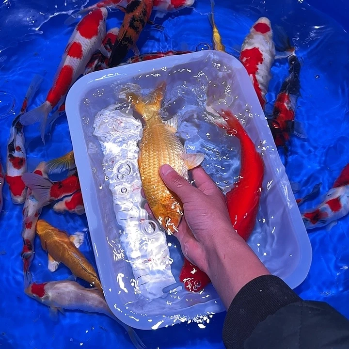 远***嚣海水鱼，ffbfffggtffrf