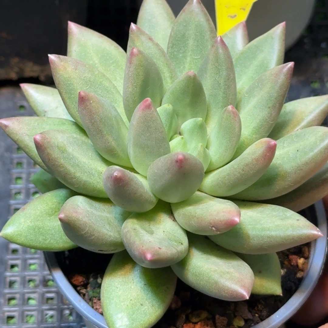 多肉植物米其林930