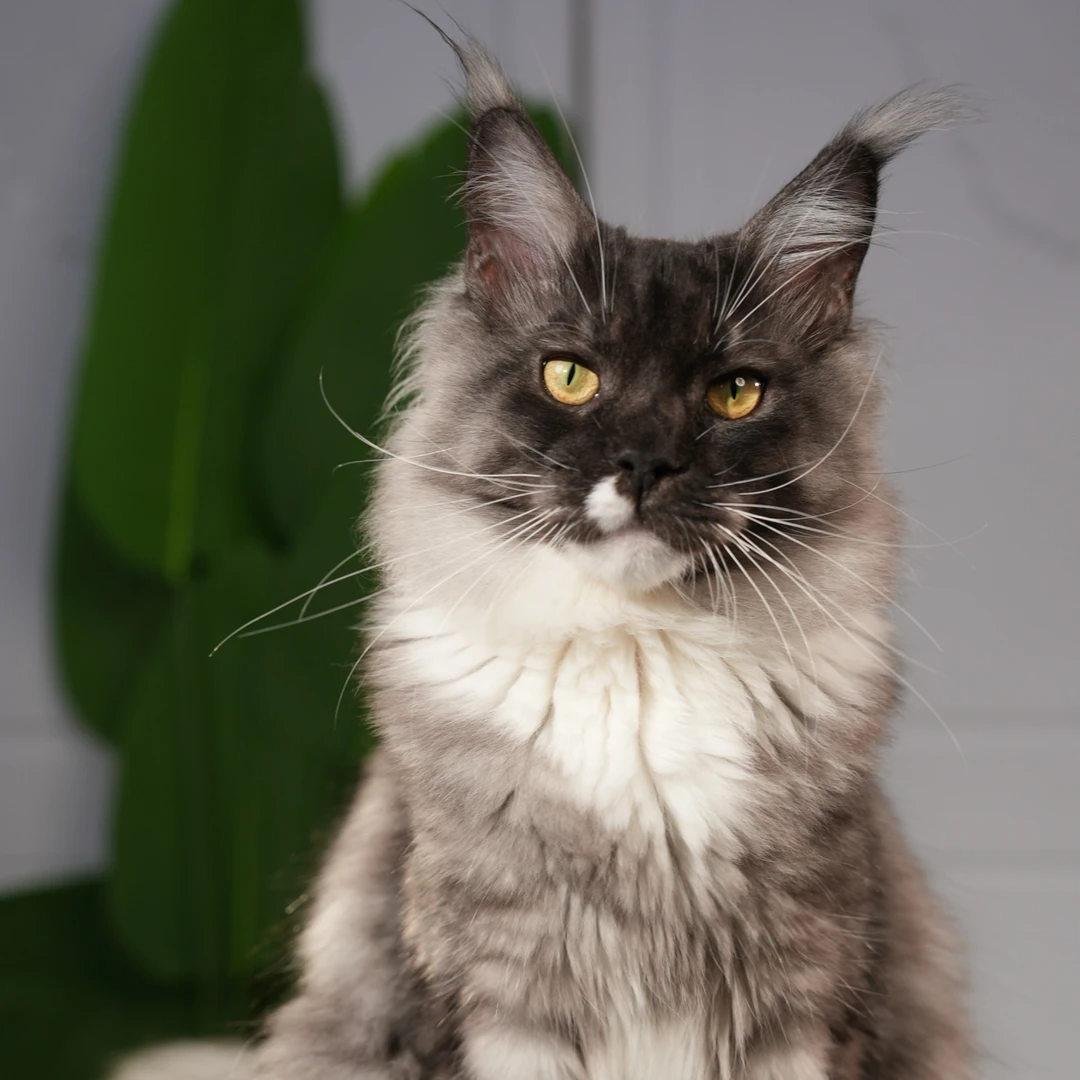 5月龄黑烟加白缅因猫弟弟三针疫苗一芯一猫双血统包180天猫瘟传腹