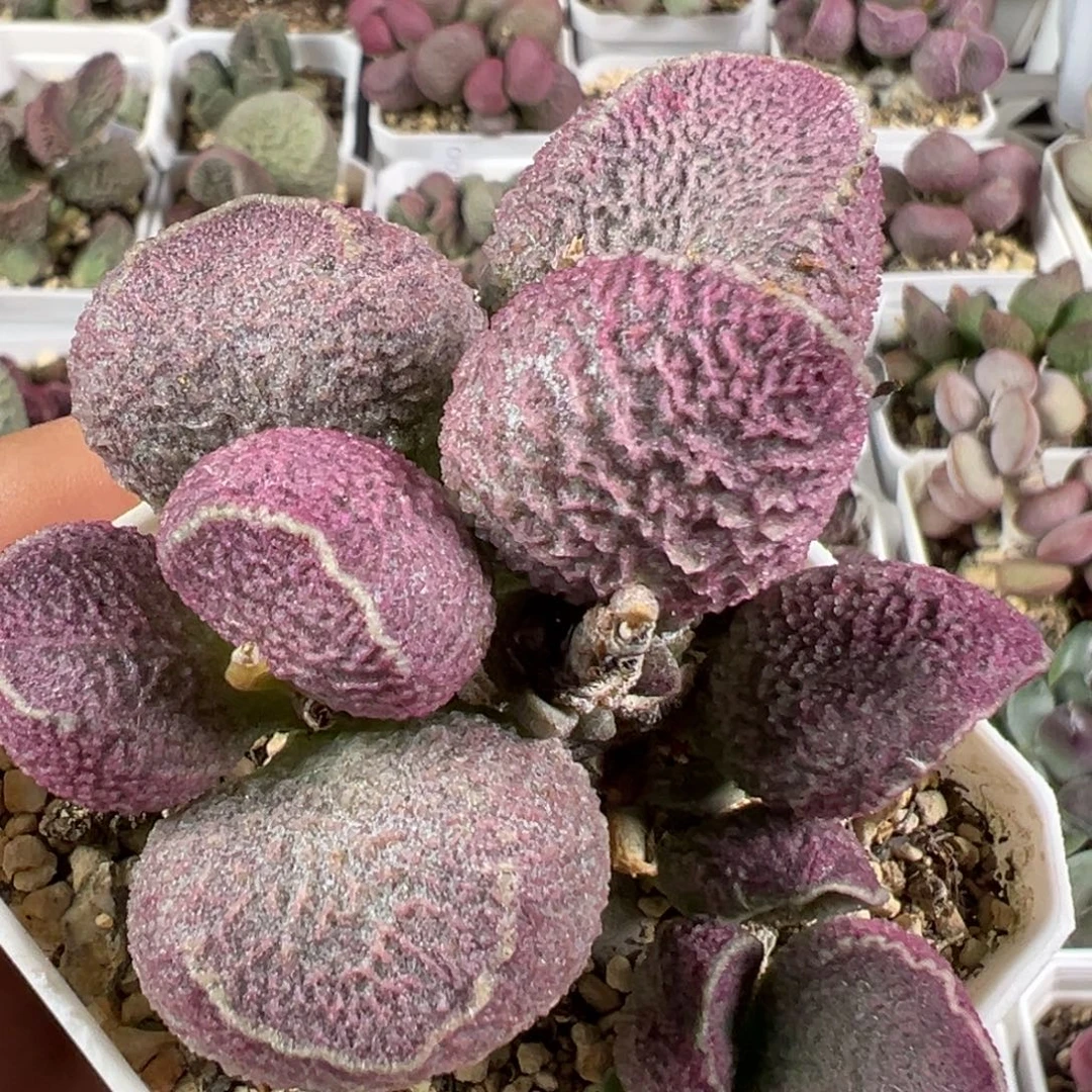w纯木质桩哈莫猪肝多肉植物