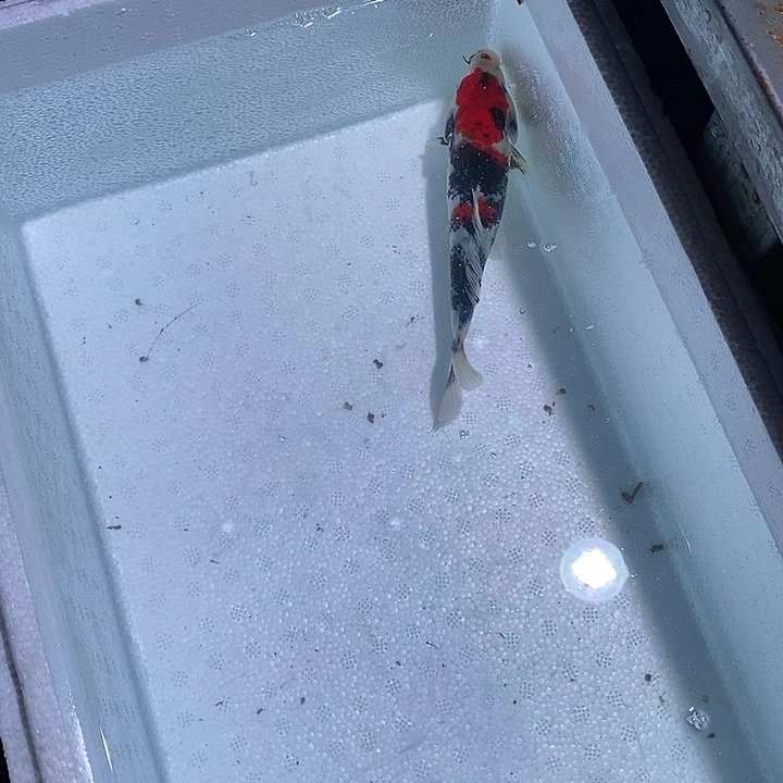 锦鲤锦鲤活鱼开箱包活