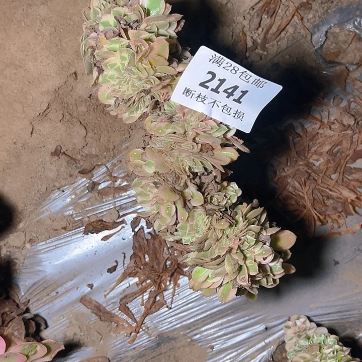 人***缘2141荔枝缀多肉植物板子有口