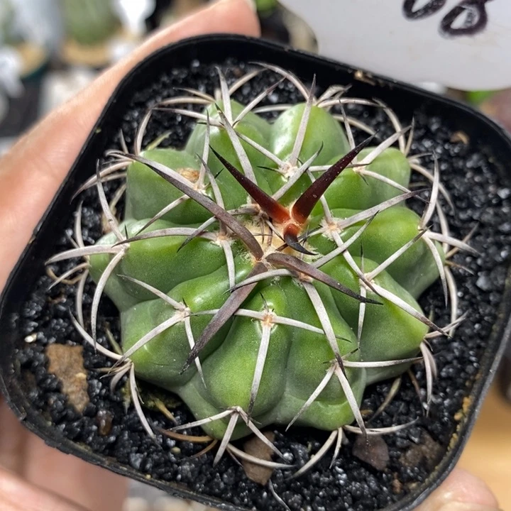 实生圆盘玉1068号5cm