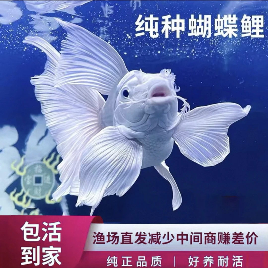 H11-13厘米纯种台系石膏白短身蝴蝶鲤发鳍发尾好养耐活可混养