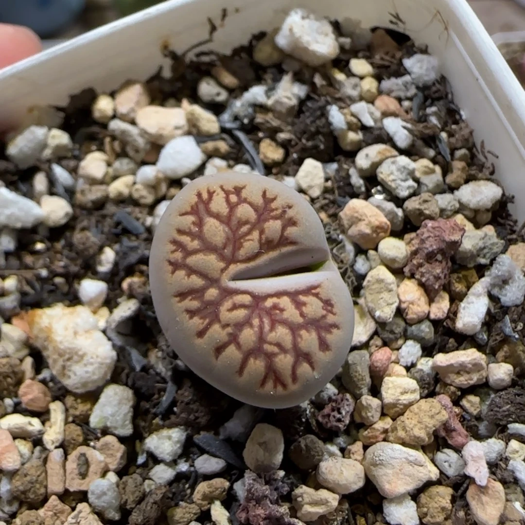 12.17。   菊章玉。     2055