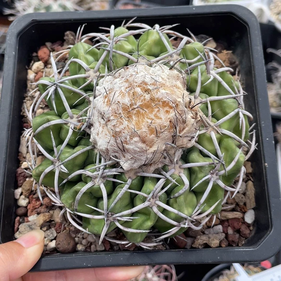 【闪购商品】印加圆盘冒根芽6666