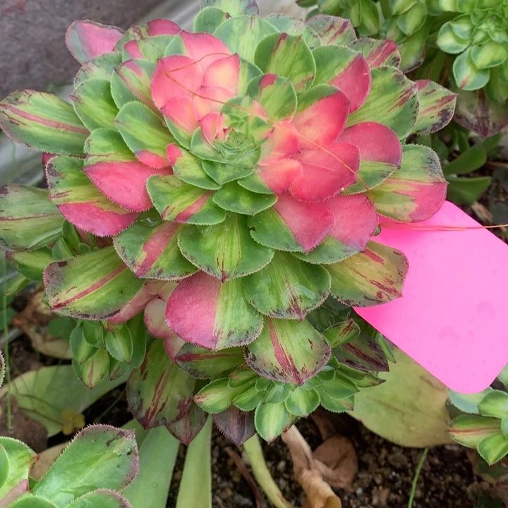 知否嫁接手捧6.21多肉植物