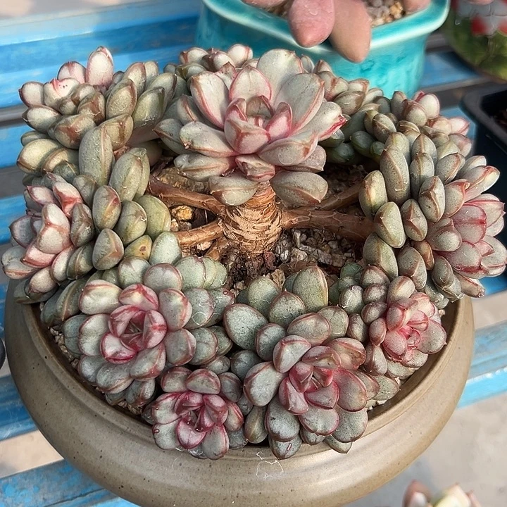 多肉葡萄一物一拍