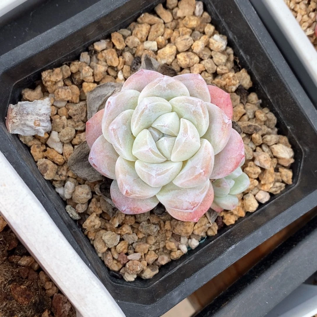 精品多肉一物一拍60