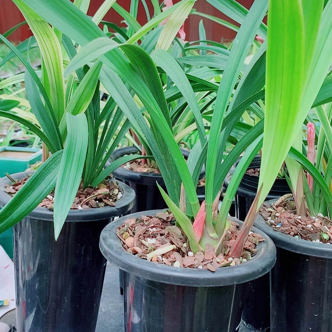 完全开放老****狂一物一拍