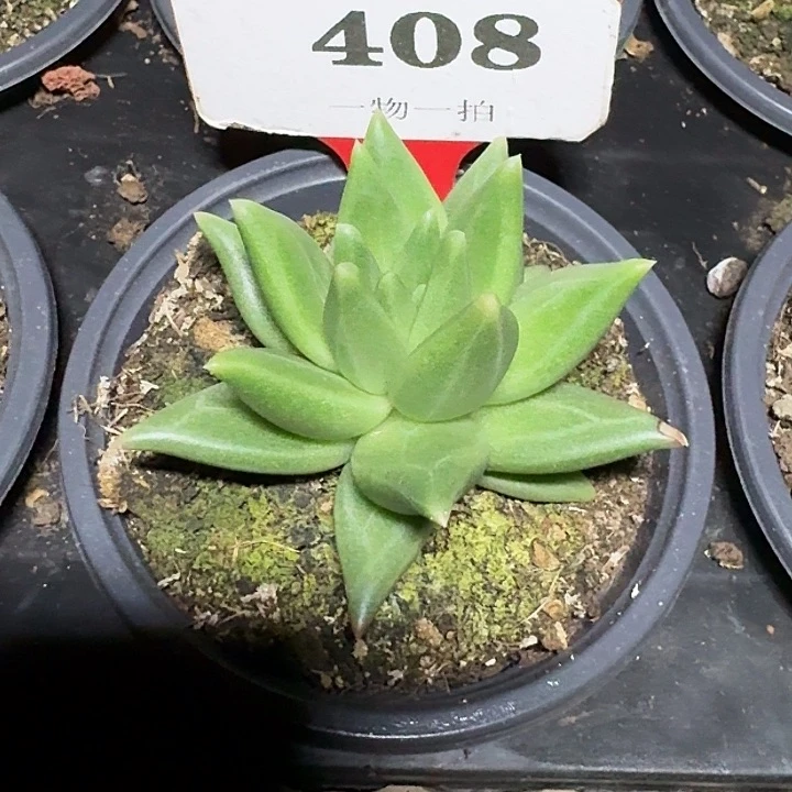 布丁408多肉植物