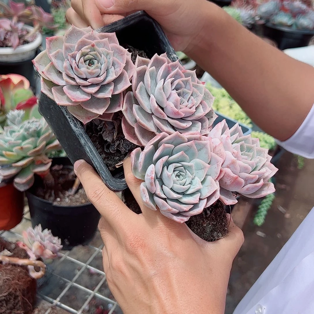 2盆蓝丝绒 双头起发