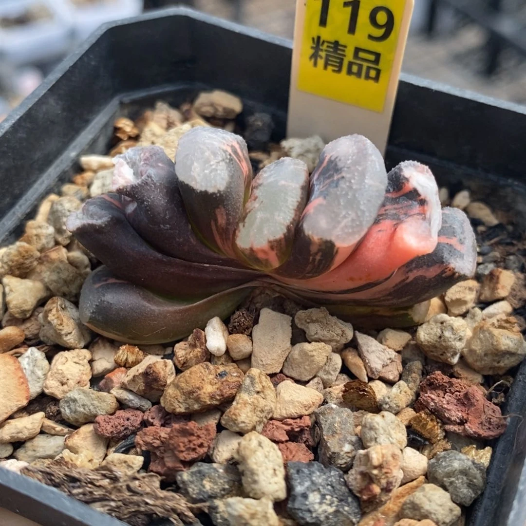 119号浮藻玉扇锦多肉