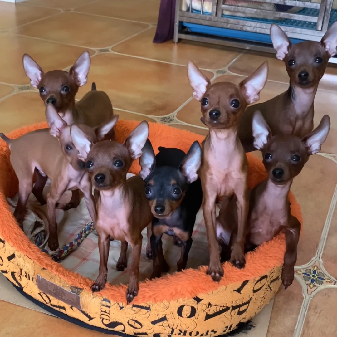 米修家小鹿犬宠物狗