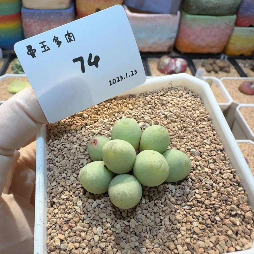 陌*影多肉多肉多肉1.25-074