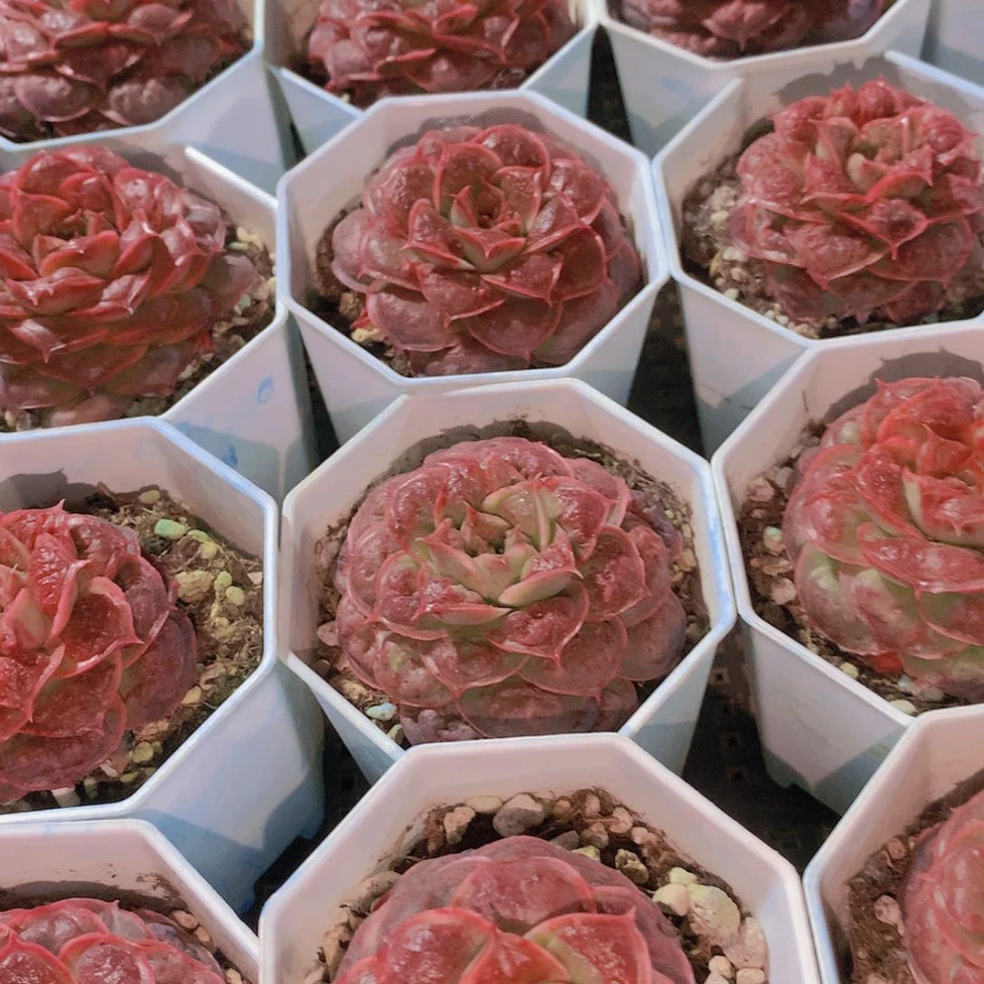 虾饺榴23467899000009