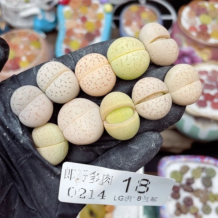 生石花满18包邮14-18