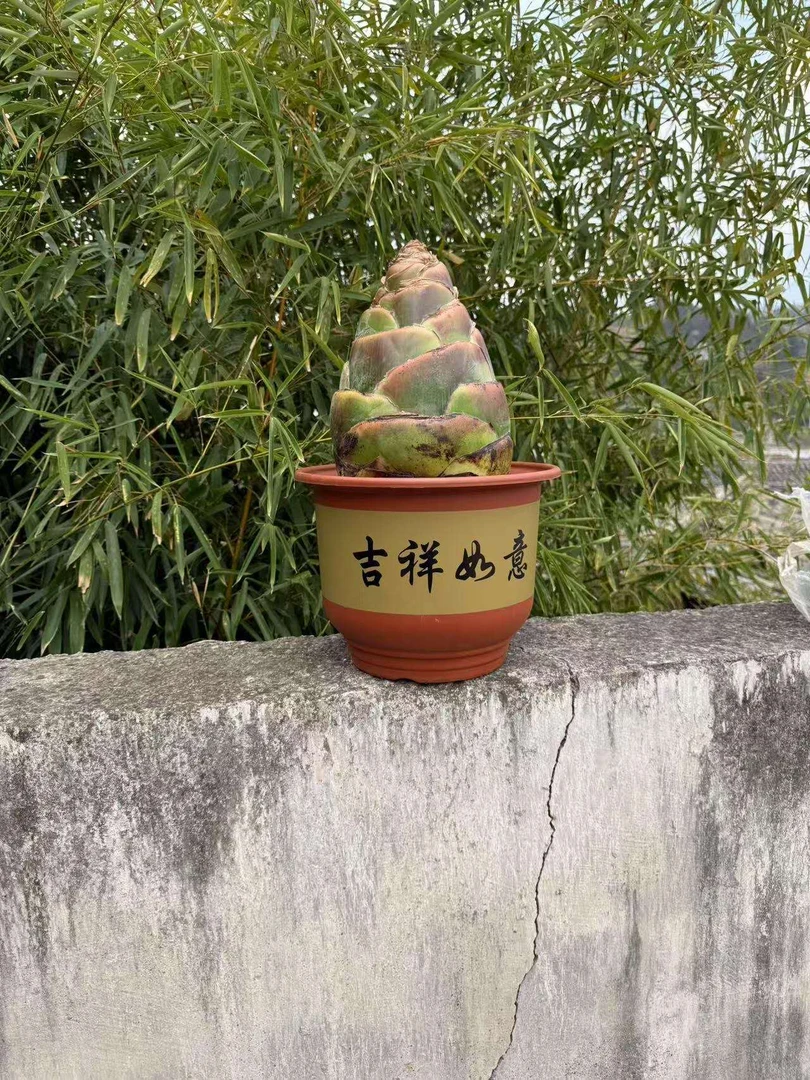 地涌紫莲精品花大苗小苗中苗