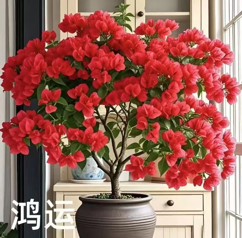 三角梅，一物一拍【掉花落叶缺水焉正常介意慎拍】以直播间为准