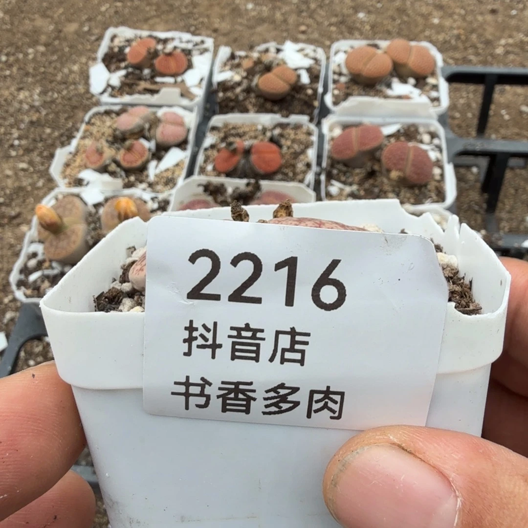 P***记多肉。