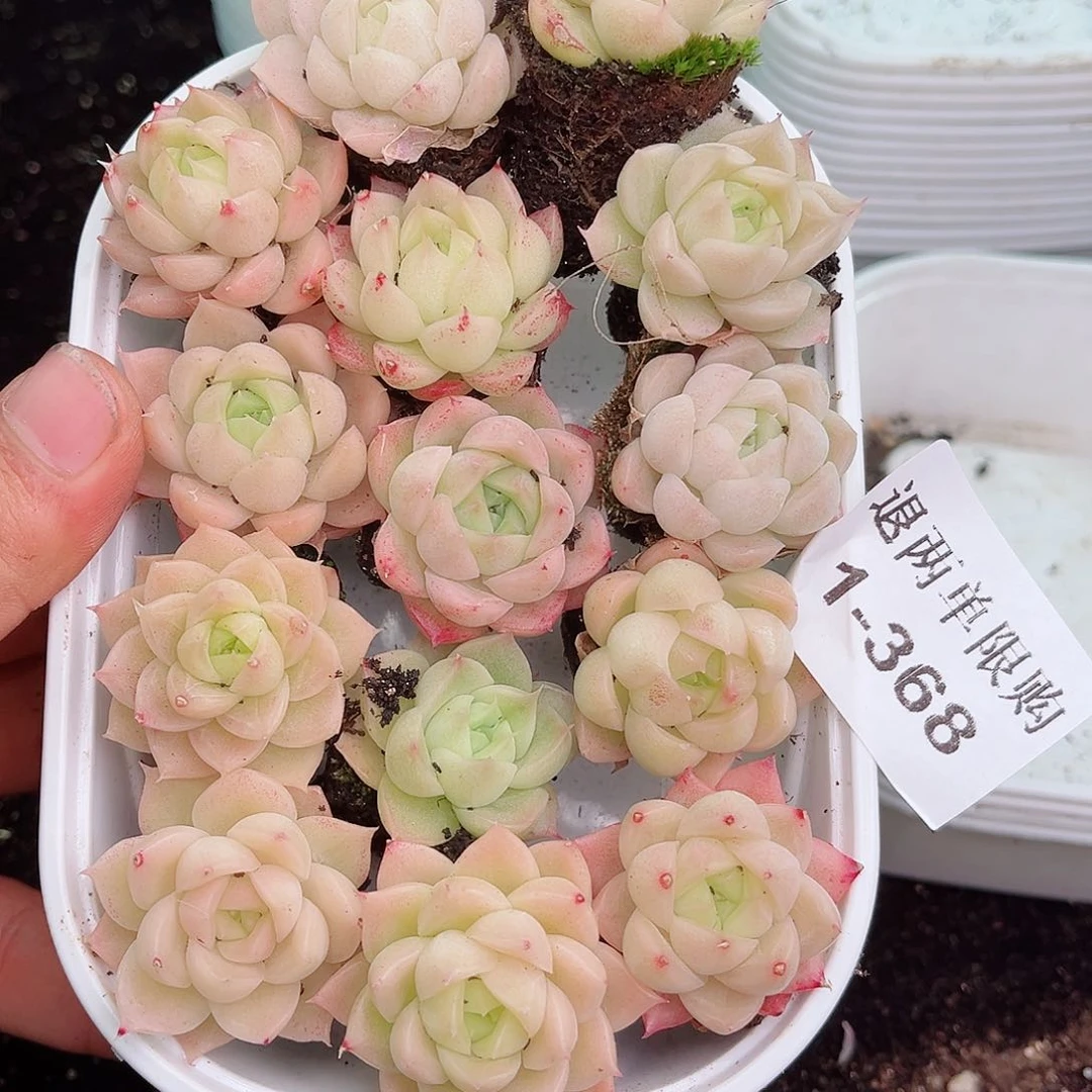 1-368 新疆西藏内蒙不发12.8包邮多肉