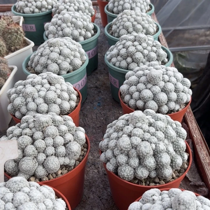 群生大群春星好养皮实