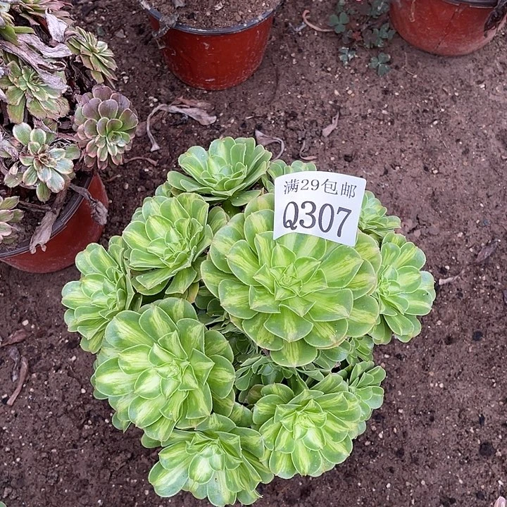307五彩琉璃多肉植物