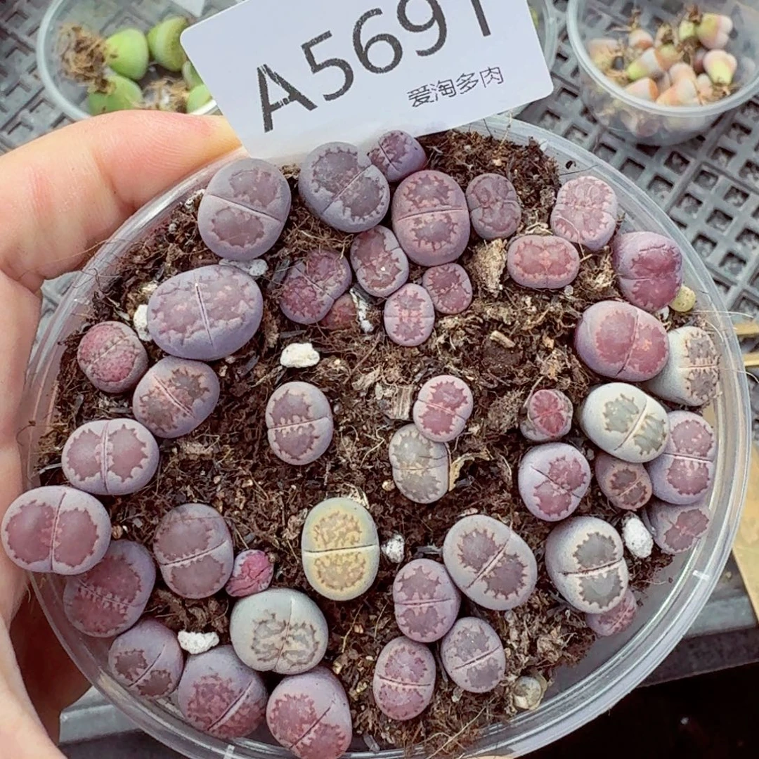 5691—生石花 生石花