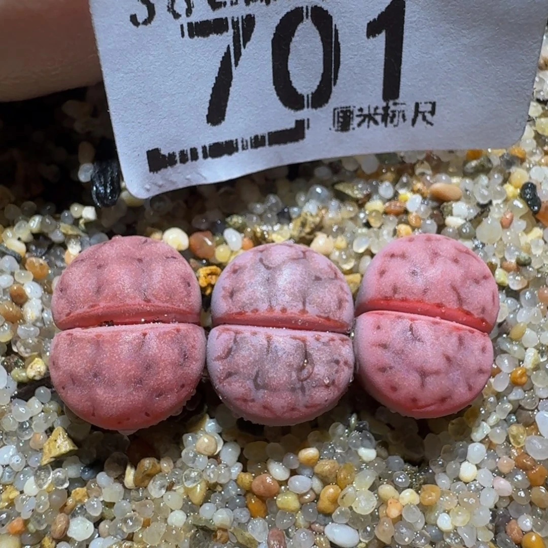 zzzzz生石花肉锥701高特