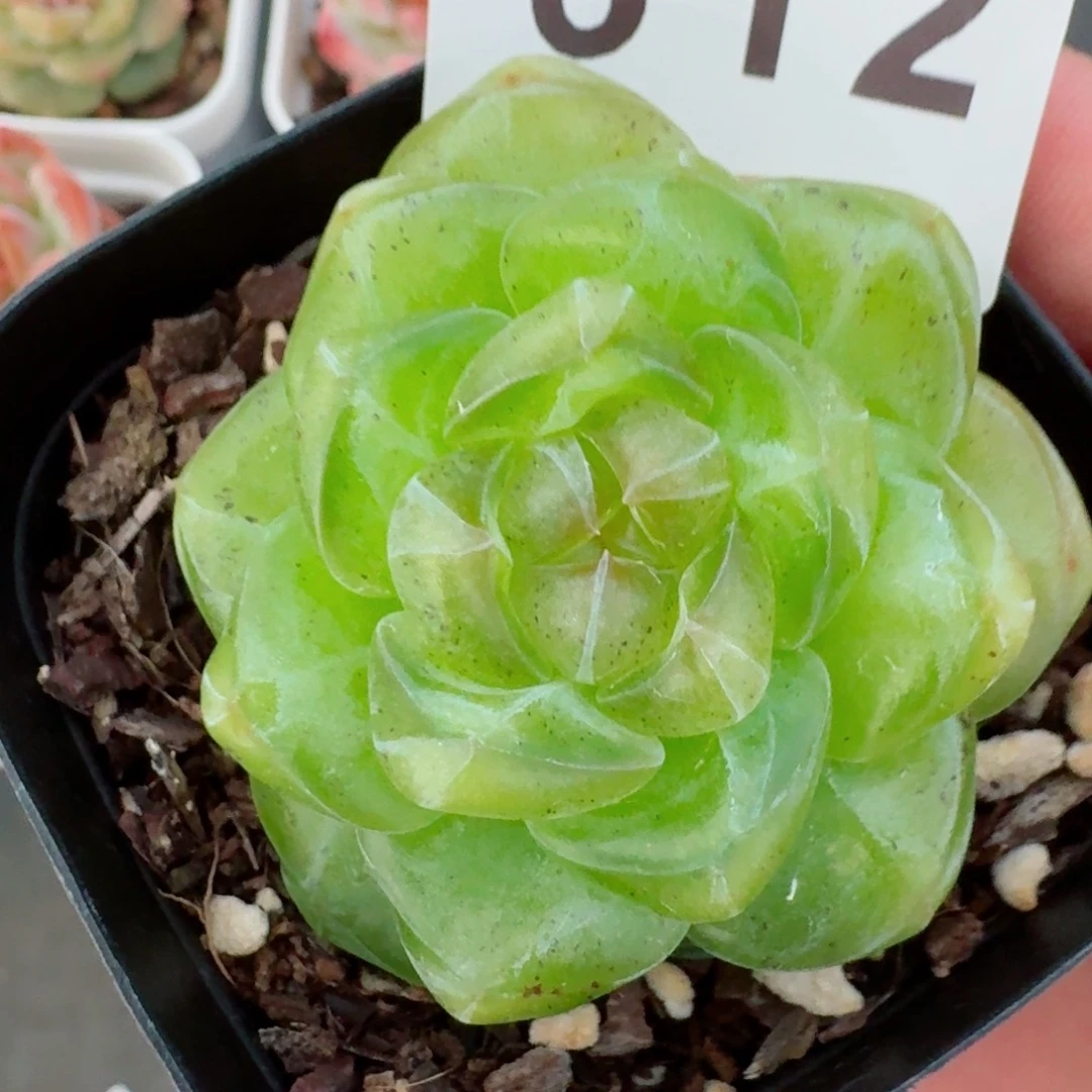 绿体珍妮            精美多肉植物