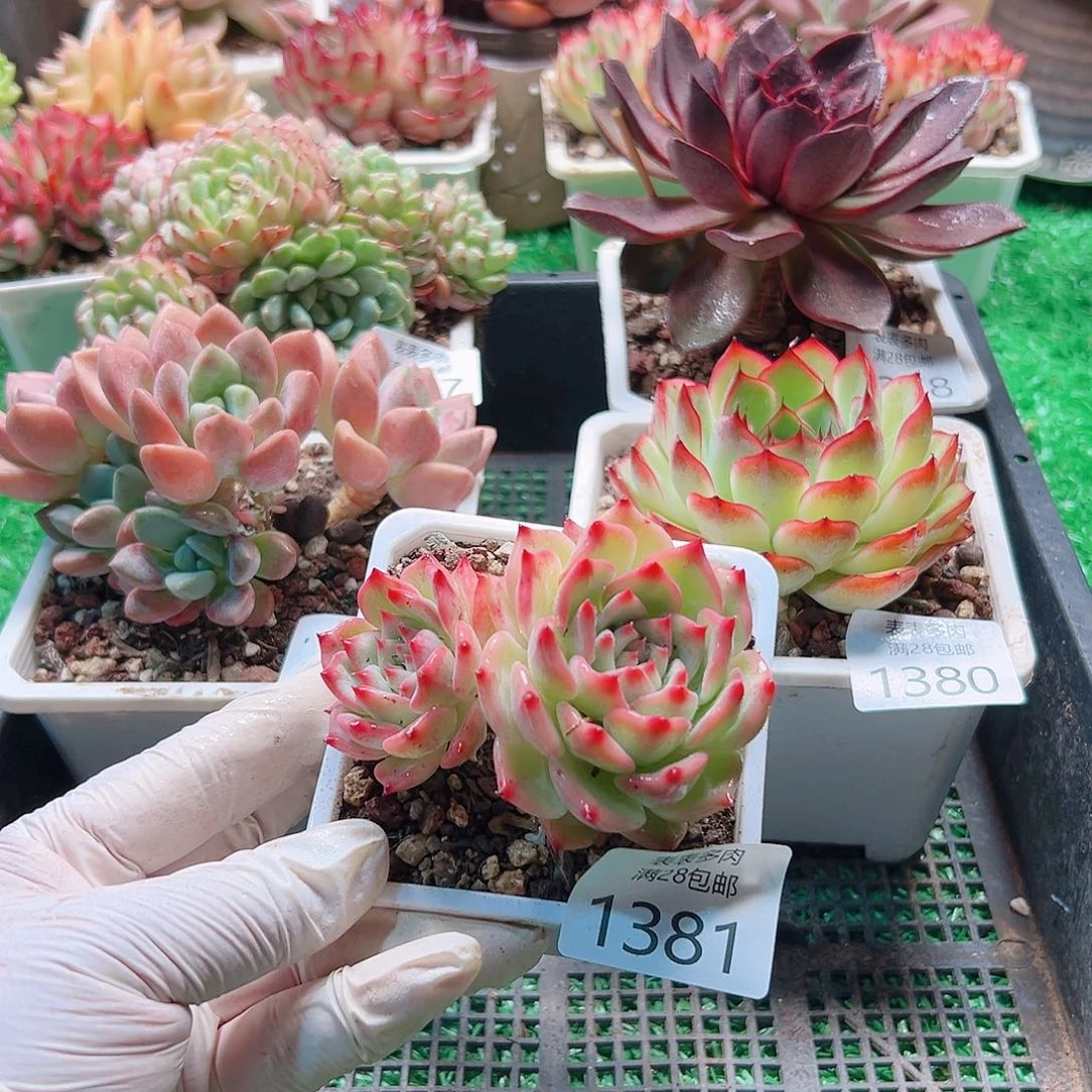 多肉一物一柏植物1381