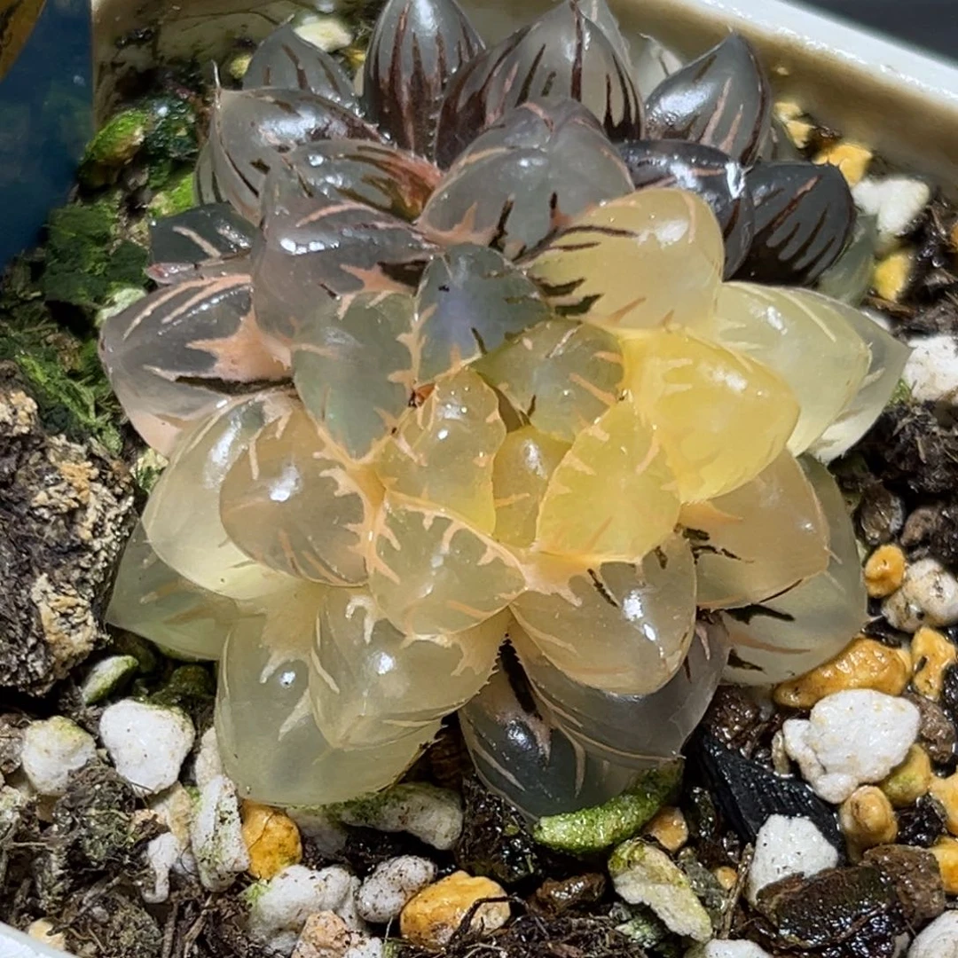 恭喜发财大吉大利0139