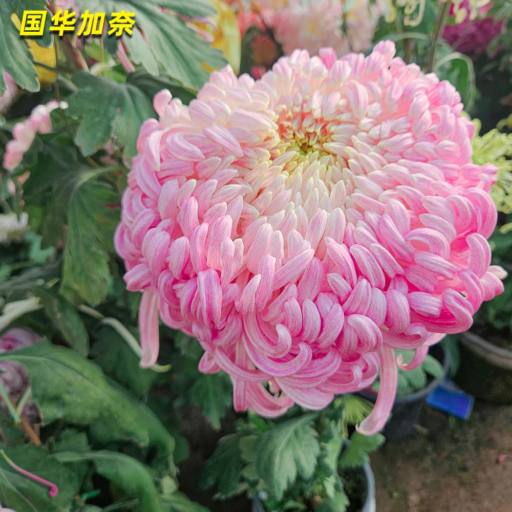国华加奈【带花苞发货】菊花盆栽9月菊大花型好养耐寒室内庭院花卉