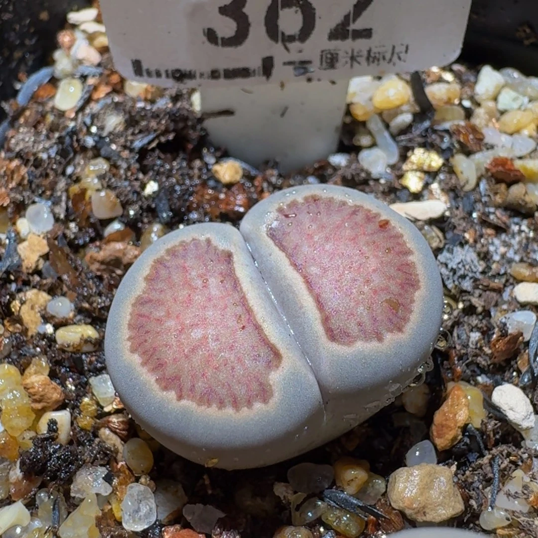 Ssssss便宜出了清货362