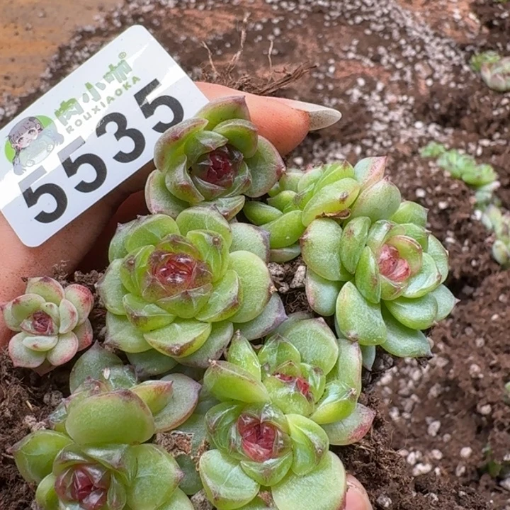 多肉植物多肉植物