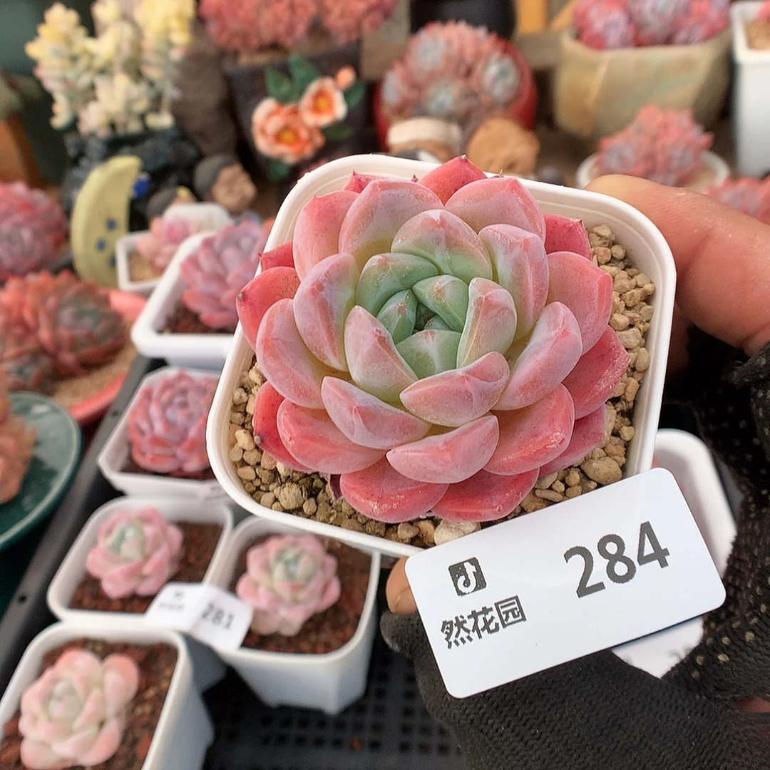 284玉魄多肉植物6666