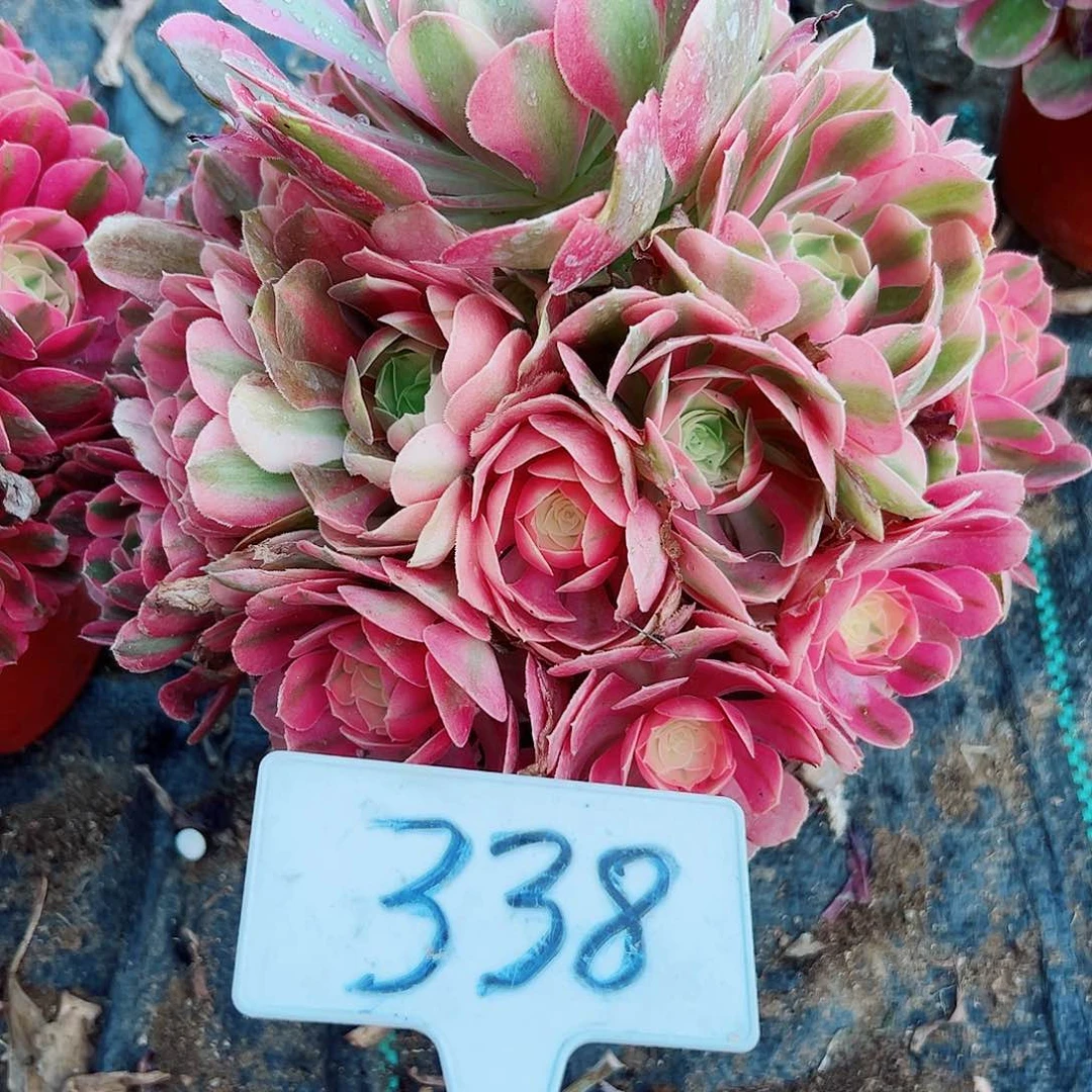 多肉植物粉女巫法师