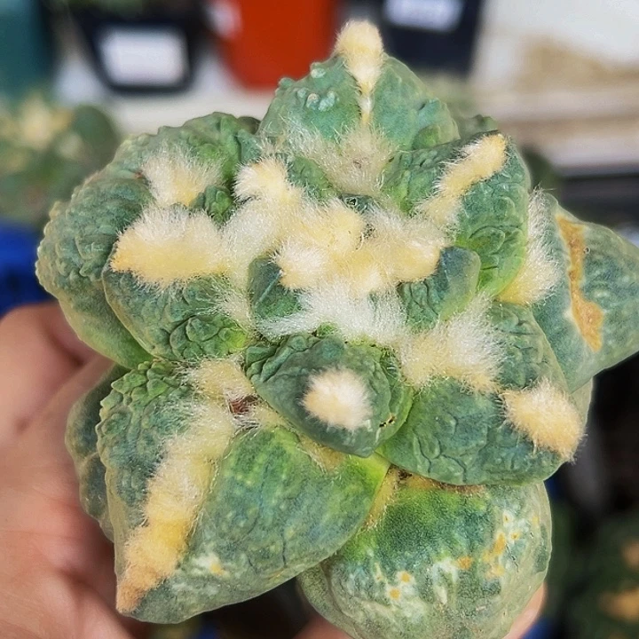 无花朵福利大尤怒涛牡丹686
