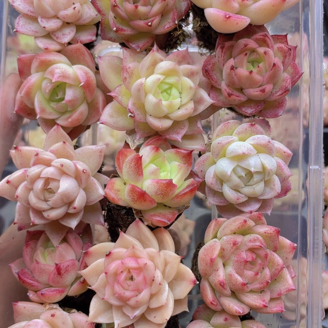 开心快乐成长026