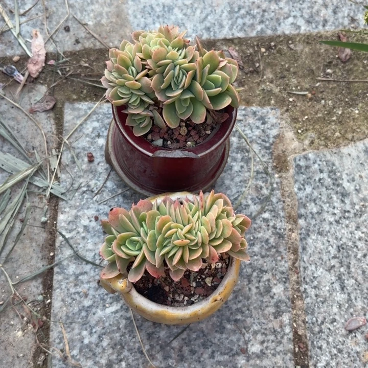 多肉植物星娜塔多肉