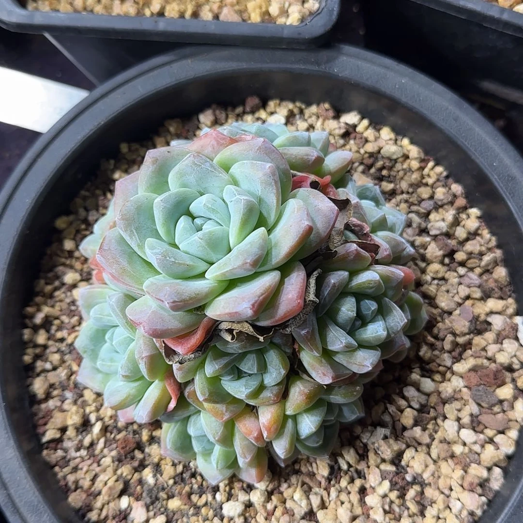 10头手捧冰玉无砍一物一拍