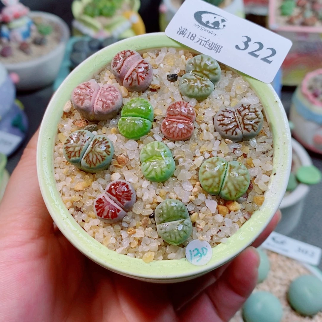 生石花花花花花花322