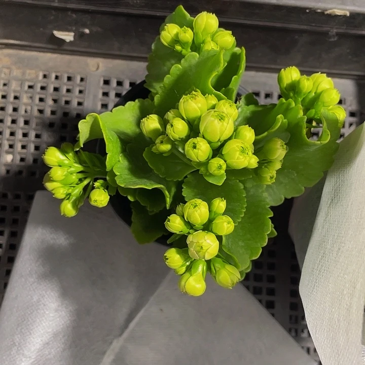 绿色长寿花5.8带盆土发