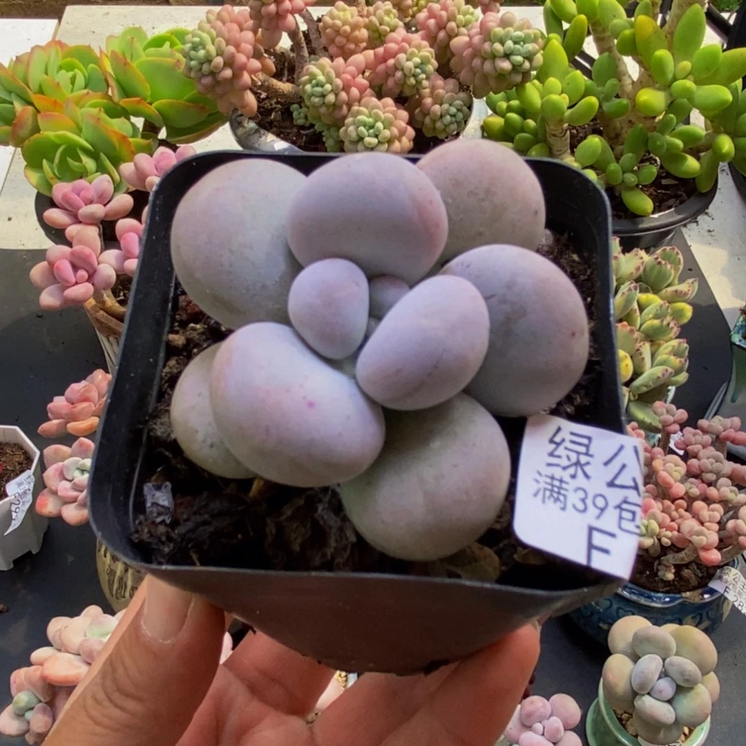 355芭比奶酪5cm多肉